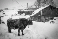 Im Winter sind die Weiden tief verschneit, das Vieh verbringt den Tag zwischen den Gebäude im Dorf.